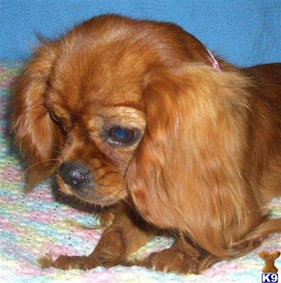 Dogs for Sale in OK