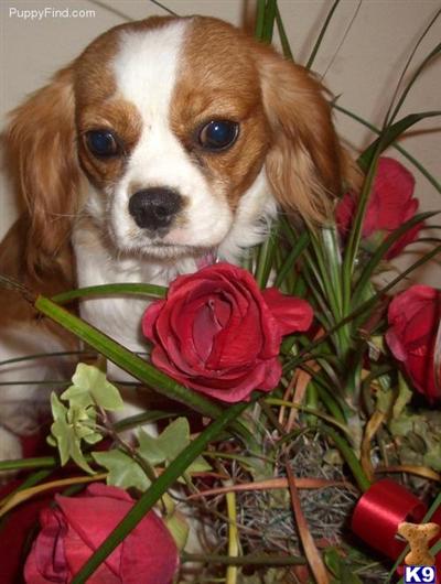 Dogs for Sale in OK