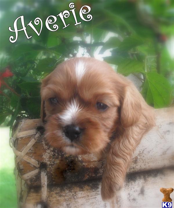Cavalier King Charles Spaniel Puppies in TX