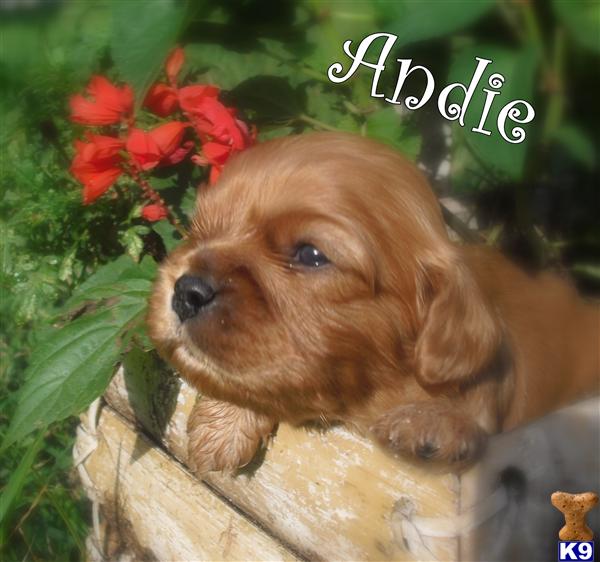 Cavalier King Charles Spaniel Puppies in TX