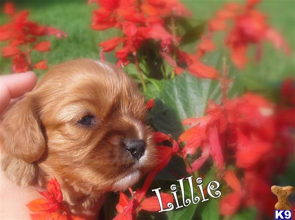 Cavalier King Charles Spaniel Puppies in TX
