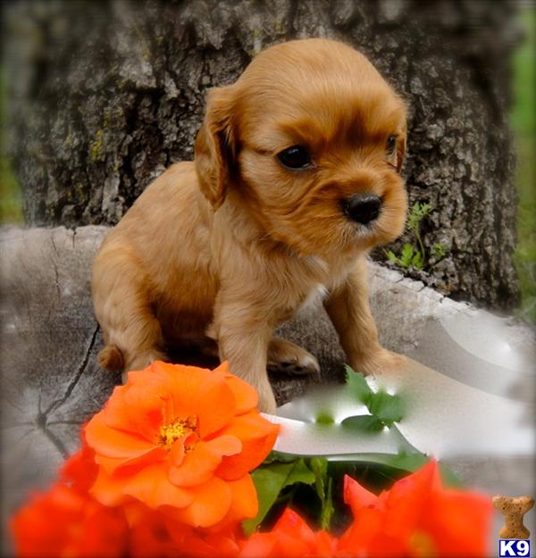 Cavalier King Charles Spaniel Puppies in TX