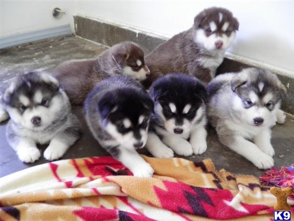 Alaskan Malamute Puppies