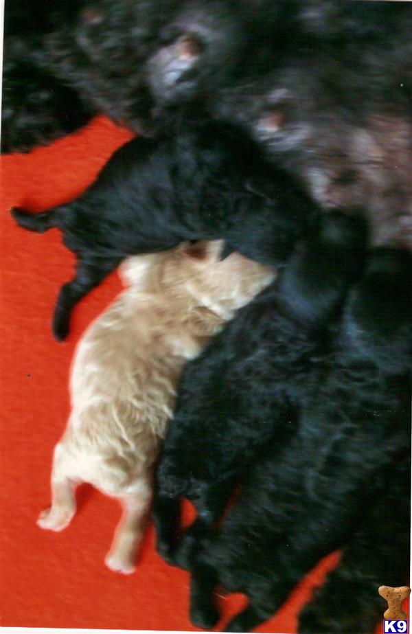 Stud Dogs - Poodle
