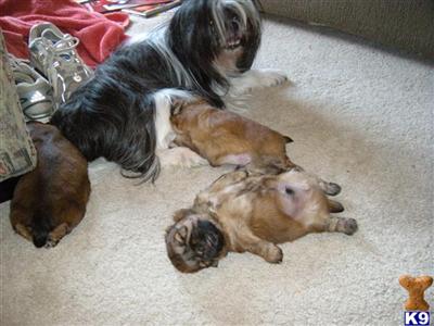 Puppies in KY
