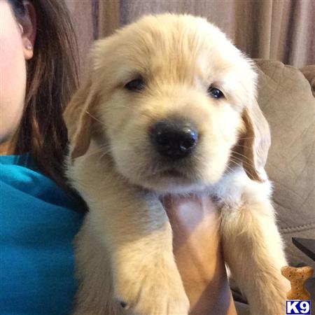golden retriever wv puppies for sale in west virginia golden retriever wv puppies for sale in west virginia