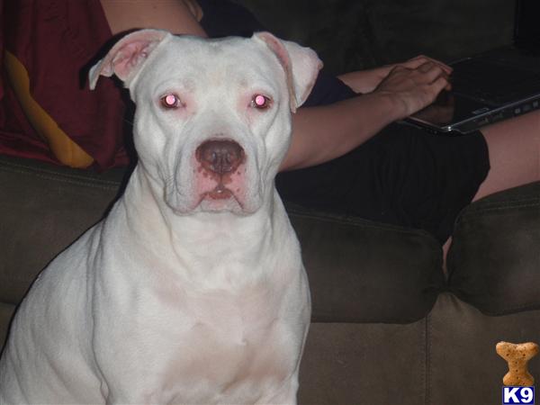 Female Dogs