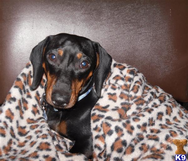 Stud Dogs - Dachshund