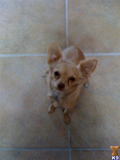 Stud Dogs - Chihuahua
