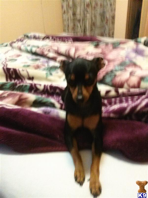 Stud Dogs - Miniature Pinscher