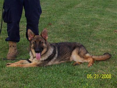 Dogs for Sale in KY
