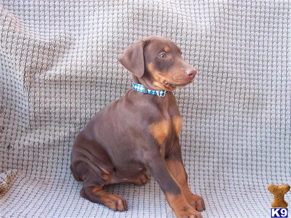 Puppies in Greenup
