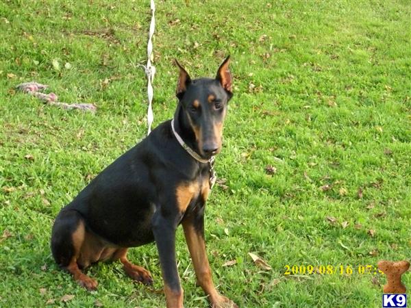 Dogs - Doberman Pinscher