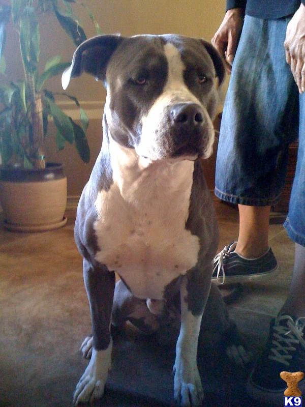Stud Dogs - American Pit Bull