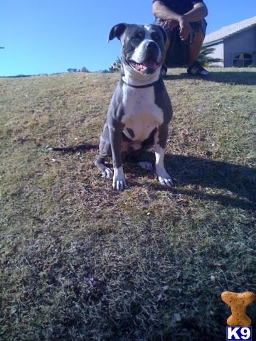 Puppies in AZ