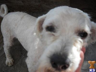Stud Dogs - Bichon Frise