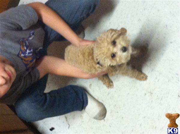 Stud Dogs in TN