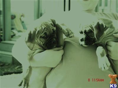 Boxer Puppies for Sale