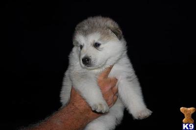 Wolf Dog Puppies for Sale