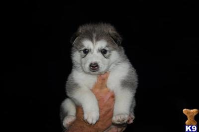 Wolf Dog Puppies for Sale