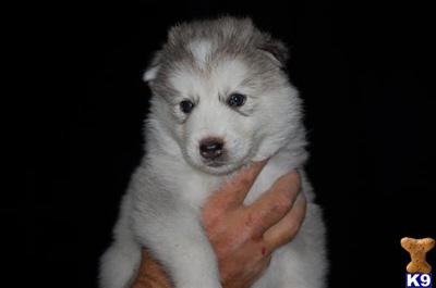 Wolf Dog Puppies for Sale