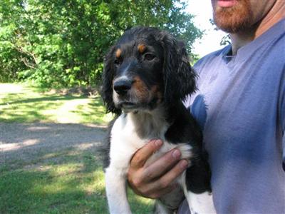 Puppies in WI