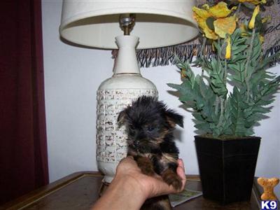 Puppies in IN