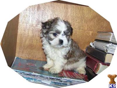 Puppies in IN