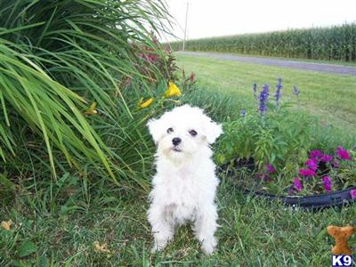 Dogs for Sale in IN
