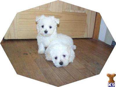 Puppies in IN