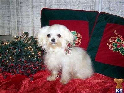 Dogs for Sale in IN