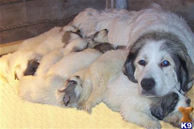 Great Pyrenees Puppies for Sale