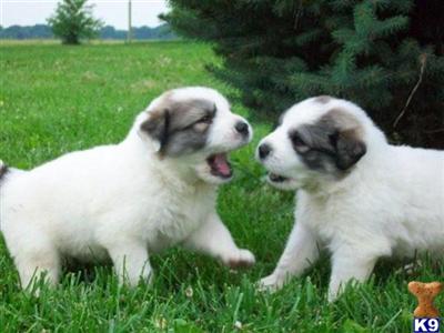 Puppies in IN