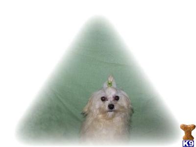 Dogs for Sale in IN