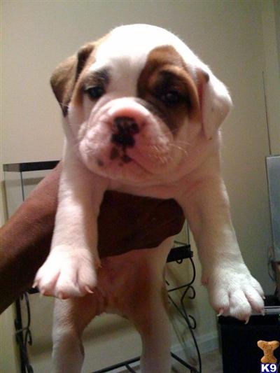 Old English Bulldog Puppies for Sale