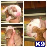 Puppies in MD