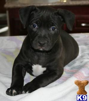 Puppies in Yorba linda