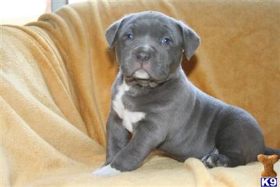 Puppies in Yorba linda