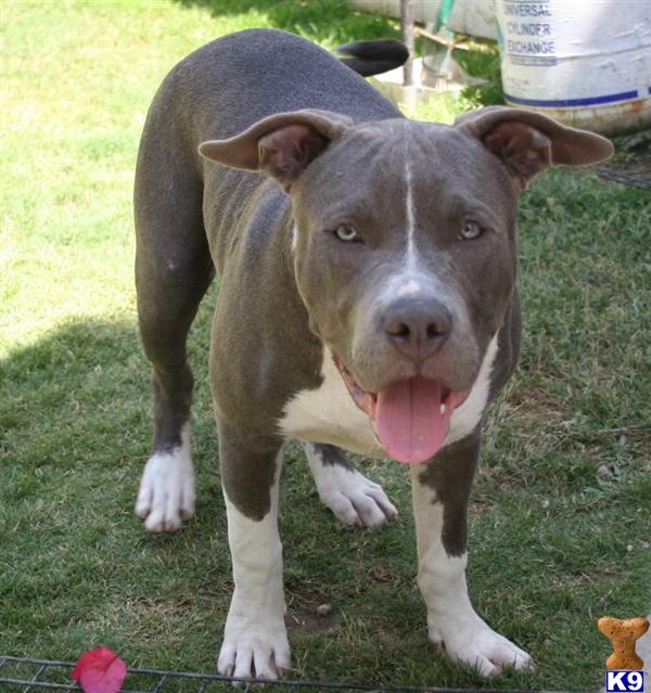 Puppies in Yorba linda