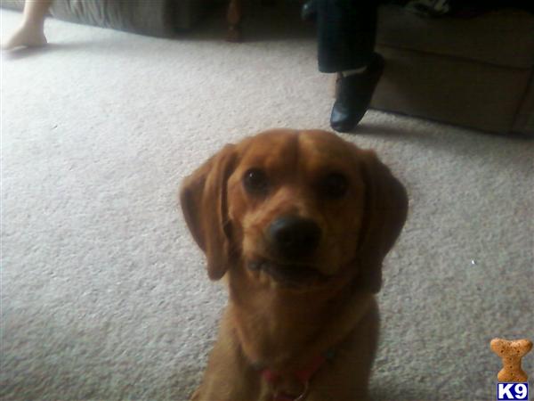 Dogs for Sale in OH Dogs for Sale in OH