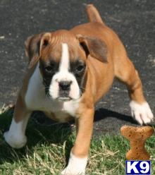 boxer puppies boxer puppies 220x248