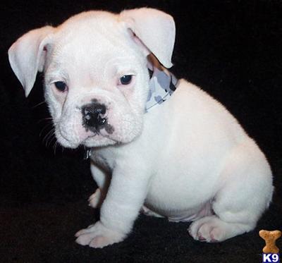 English Bulldog Puppies for Sale