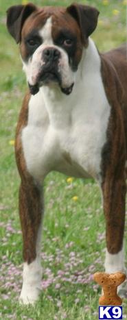 Stud Dog