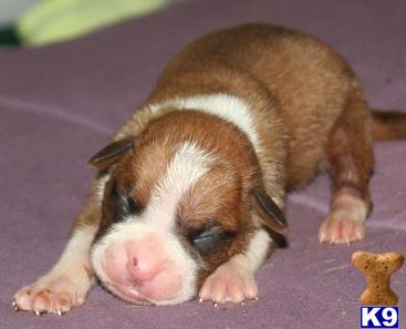 Boxer Puppies in TX