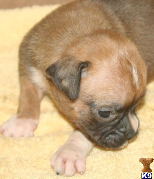 Boxer Puppies in TX