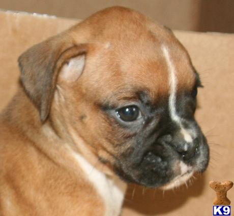 Boxer Puppies in TX