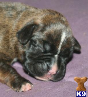 Boxer Puppies in TX