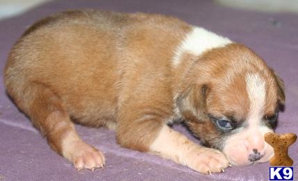 Boxer Puppies