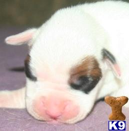 Puppies in TX