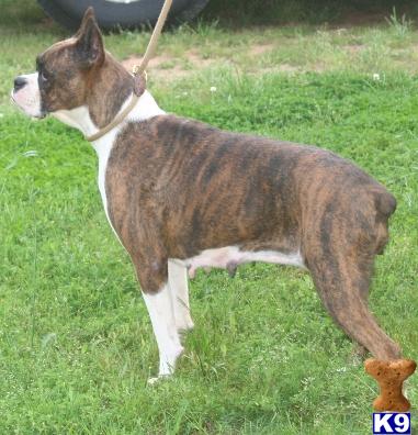 Dogs for Sale